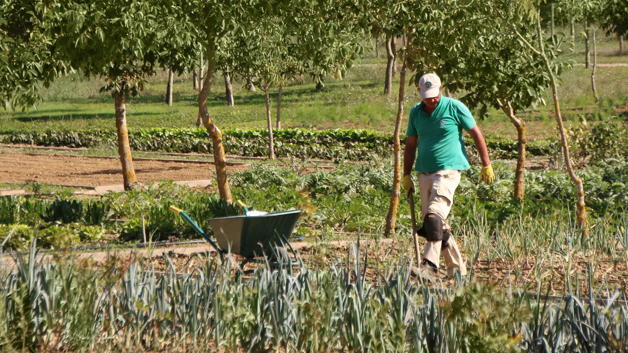 Borgo Santo Pietro - Culinary gardens