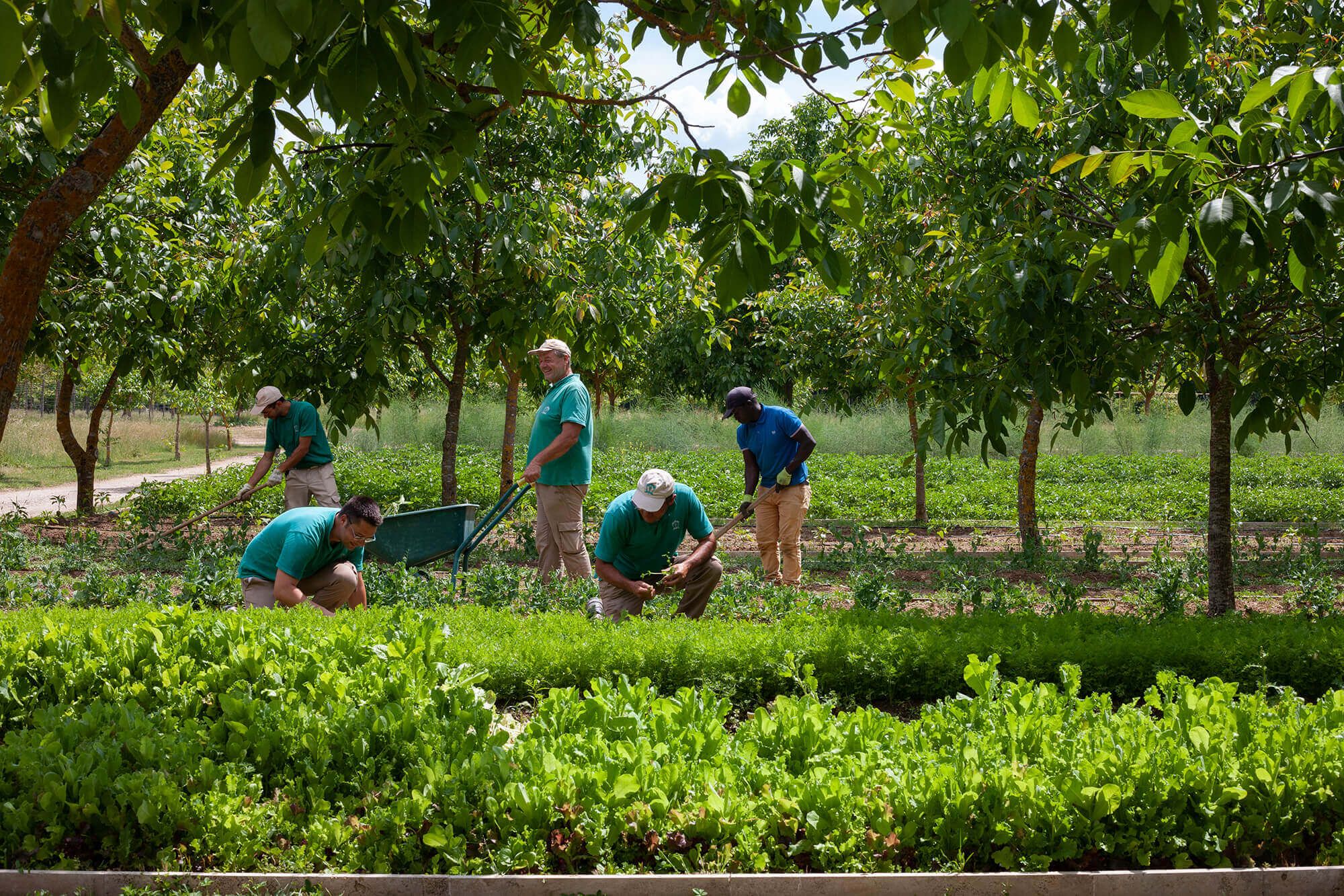 Borgo Santo Pietro - Culinary gardens