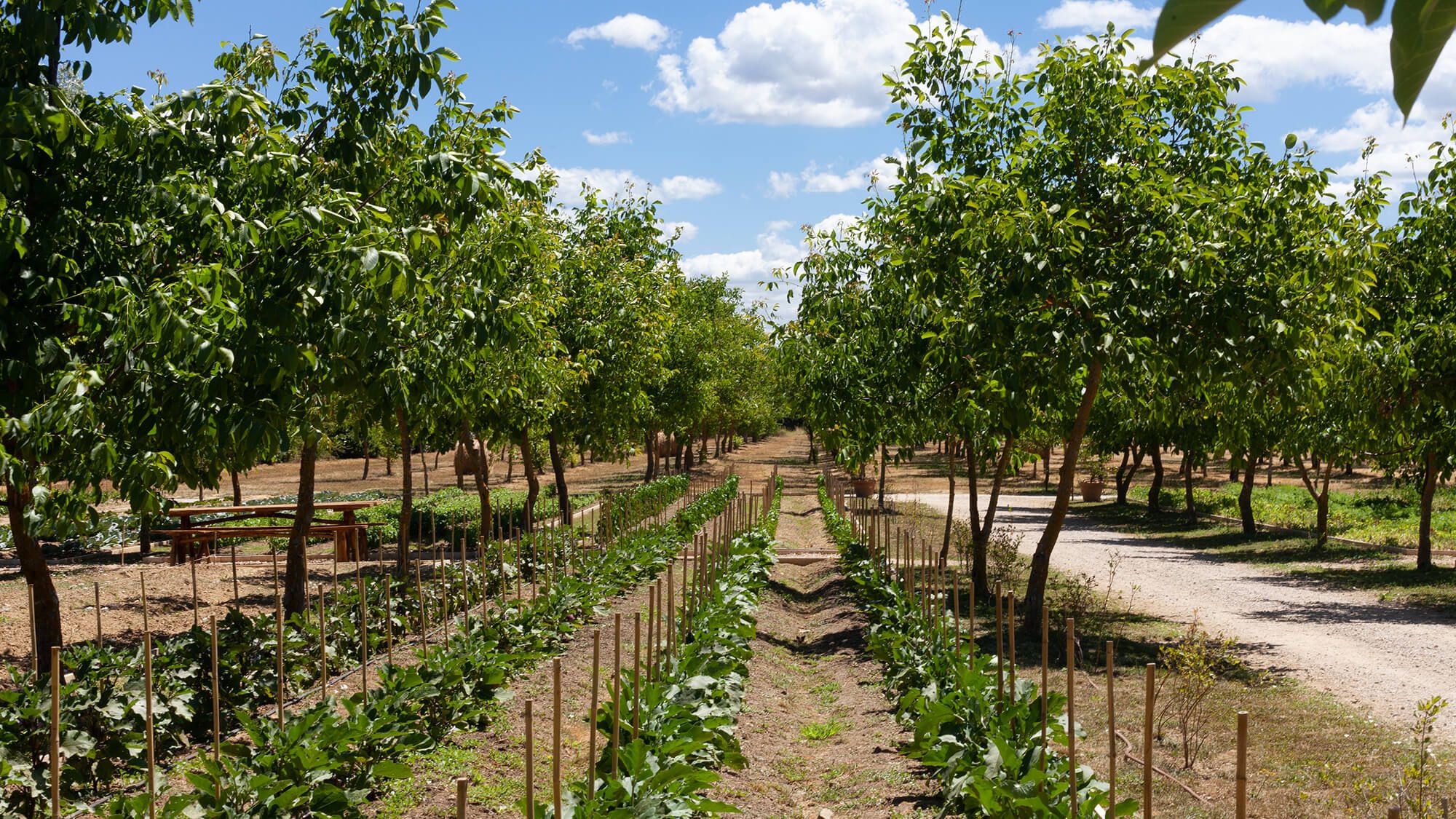 Borgo Santo Pietro - Culinary gardens