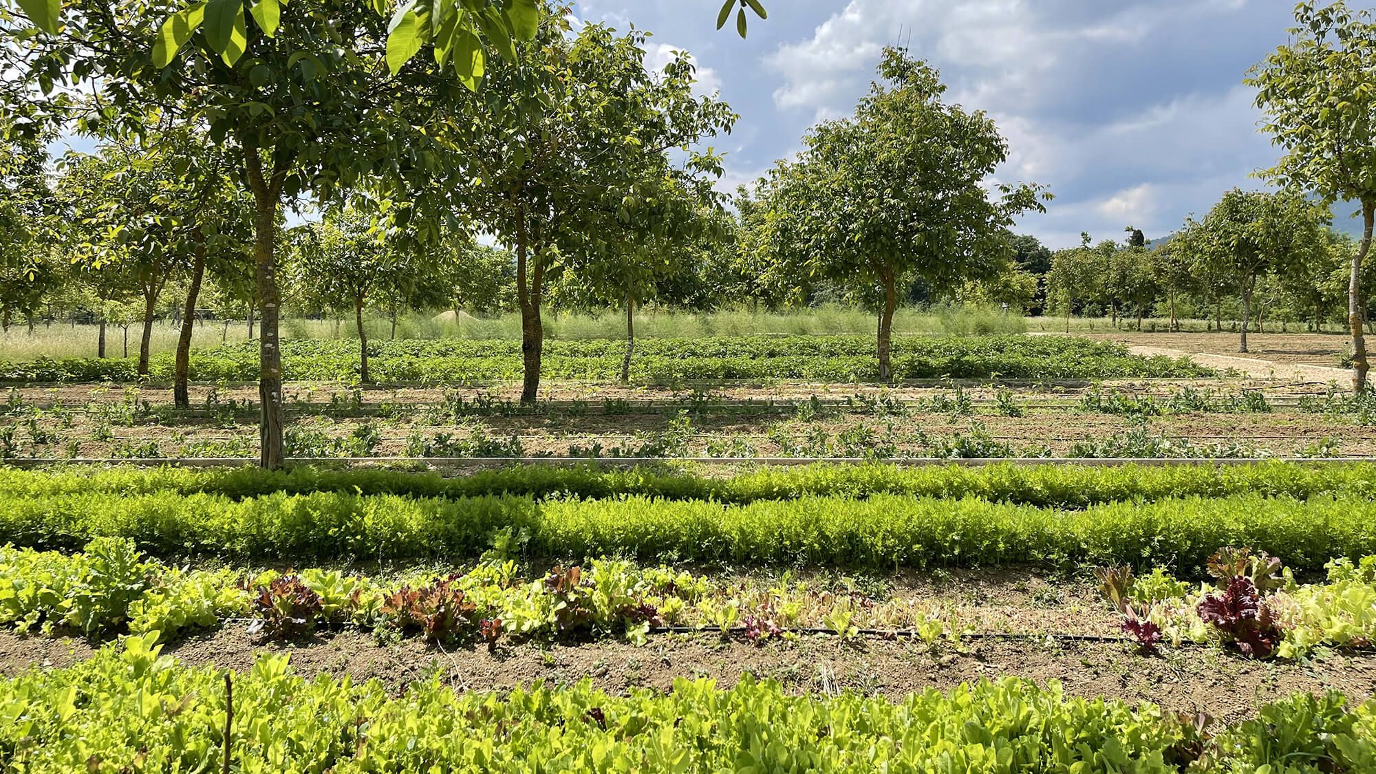 Borgo Santo Pietro - Culinary gardens