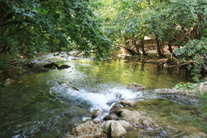 La natura selvaggia